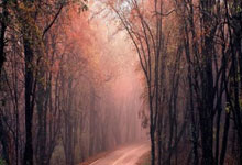 置顶萨内梅开二度凯恩传射 拜仁主场3-2圣保利.